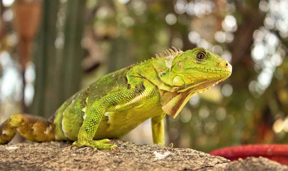 How to Get Rid of Iguanas in Florida