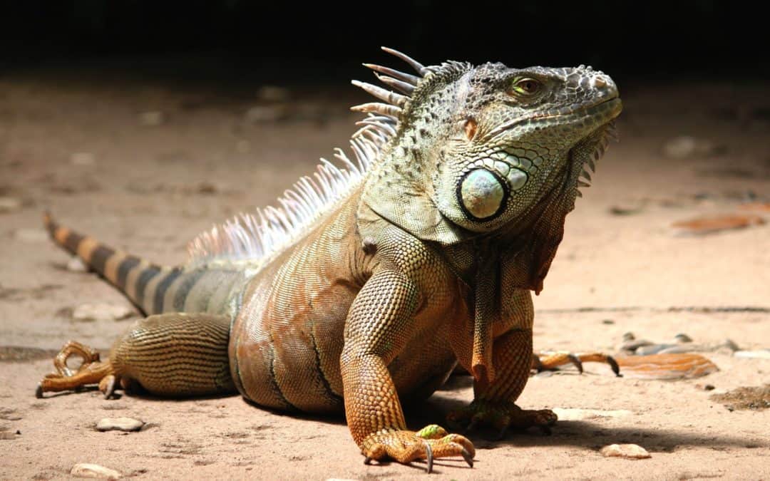 Iguana Control: What To Do and Why