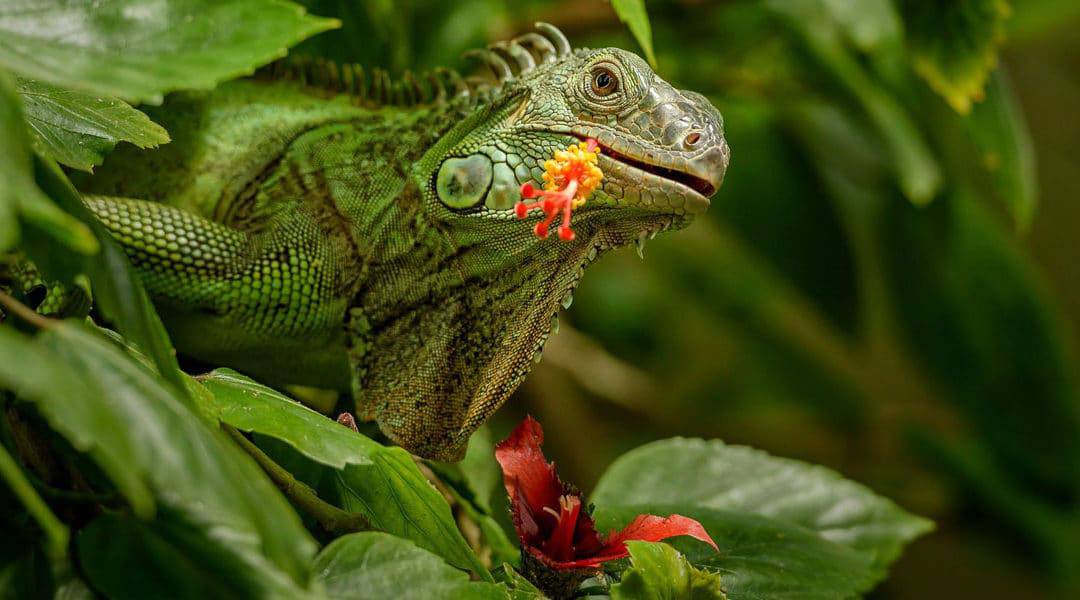 What plant do iguanas hate? Here are plants that iguanas do not eat