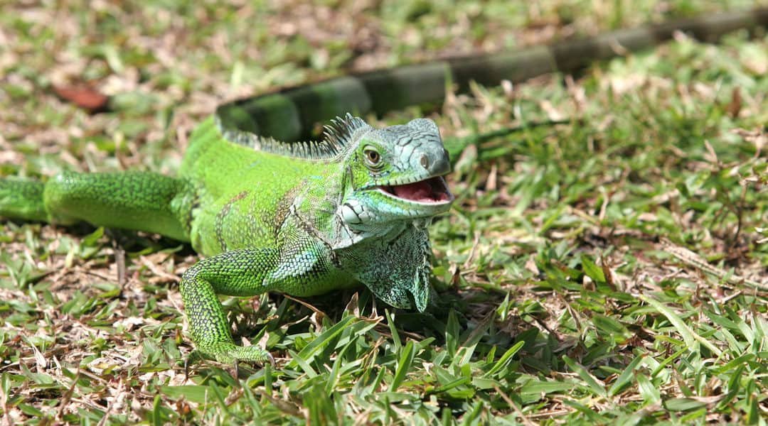 Iguana Pest Control: 10 Need to Know Facts About Iguanas
