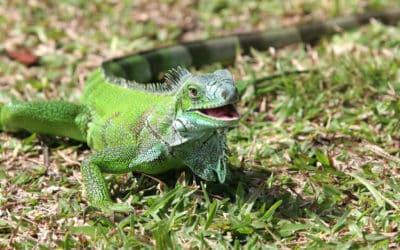 Iguana Pest Control: 10 Need to Know Facts About Iguanas