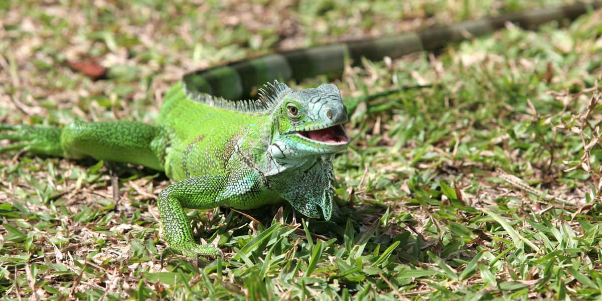 facts about iguanas