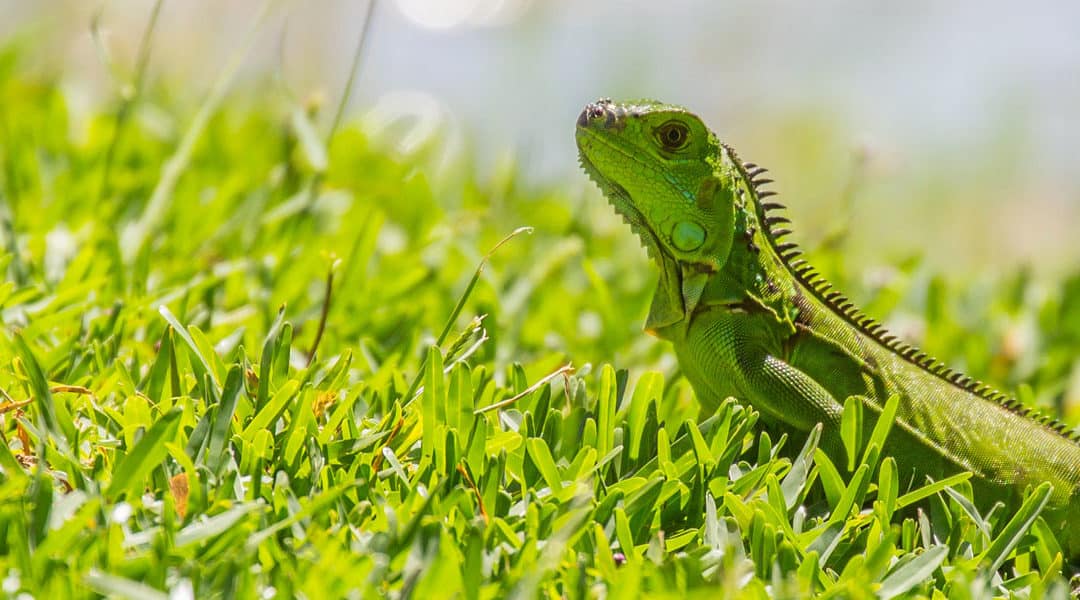 Expert Tips on How to Keep Green Iguanas Out of Your Yard