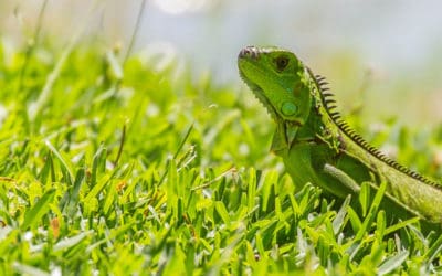 Expert Tips on How to Keep Green Iguanas Out of Your Yard
