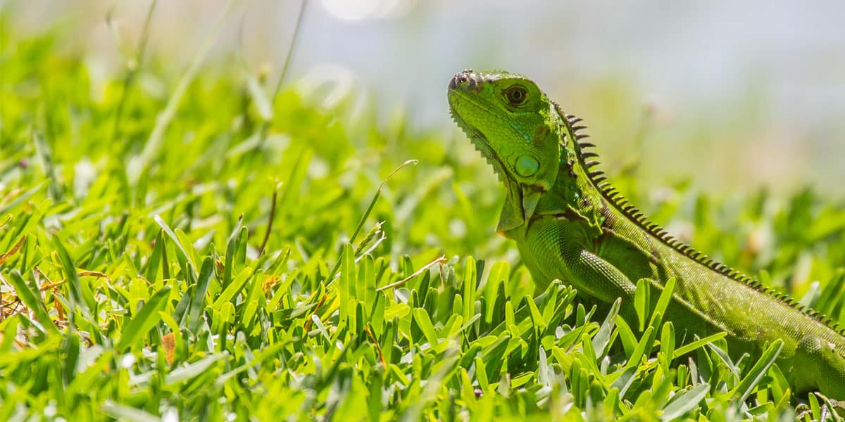 green iguanas