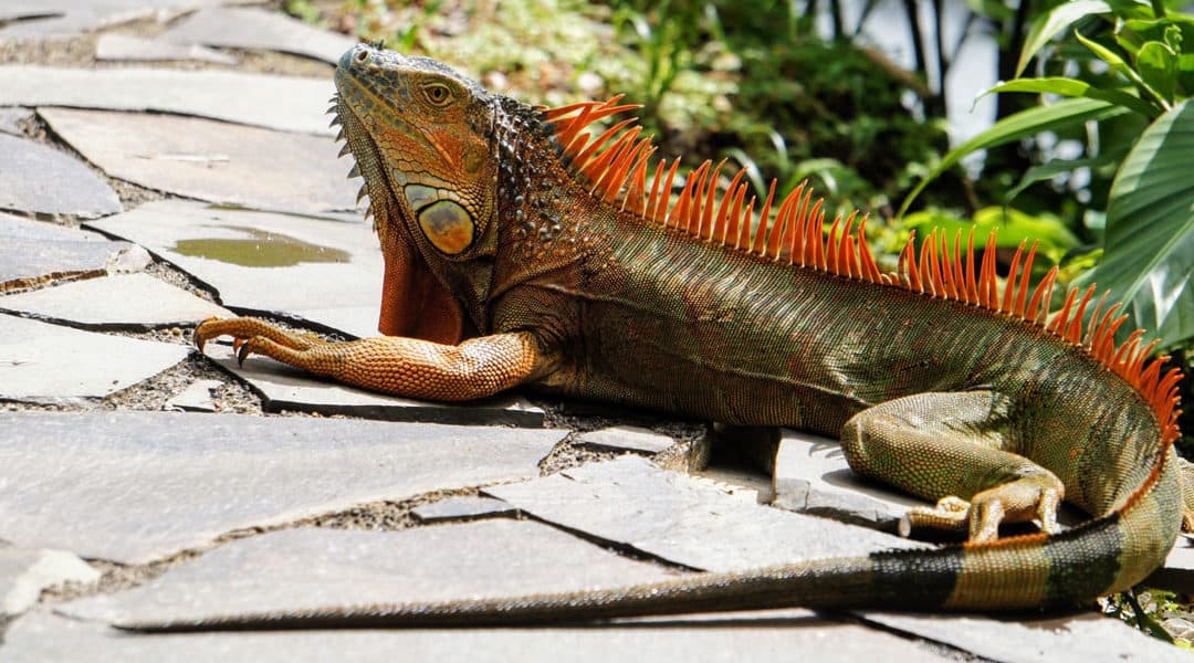 Iguana Removal Tips and Tricks to Keep Them Away From Your Home