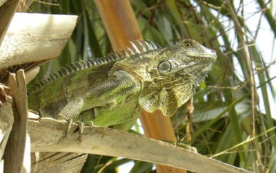 Common Types of Iguanas in Florida