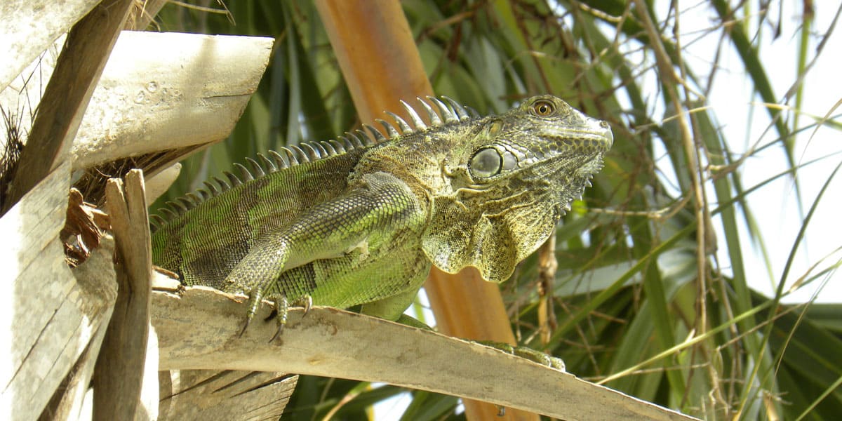 types of iguanas