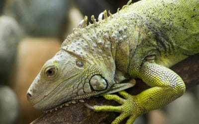8 Interesting Green Iguana Facts