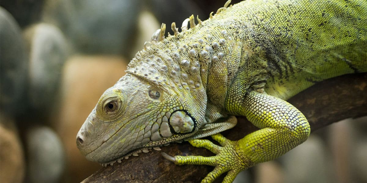 Photo of an Iguana