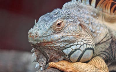 The Iguana Diet, Explained: What Plants Do Iguanas Love and What Plants Do They Hate?
