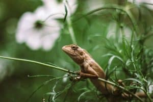 iguana