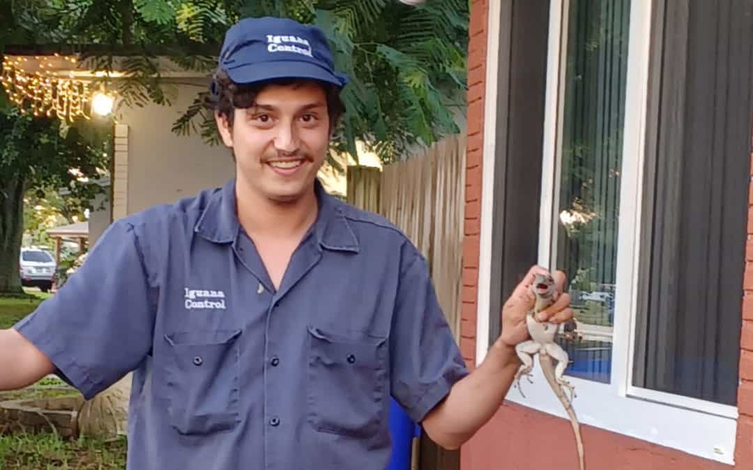 Spiny Tail Iguana Removed from House