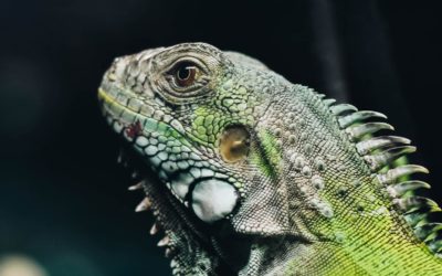 How Much Does Iguana Removal Cost? [Price in 2024]