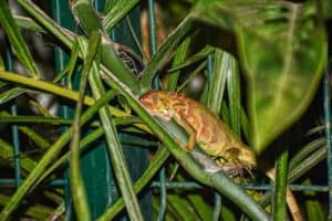 iguana