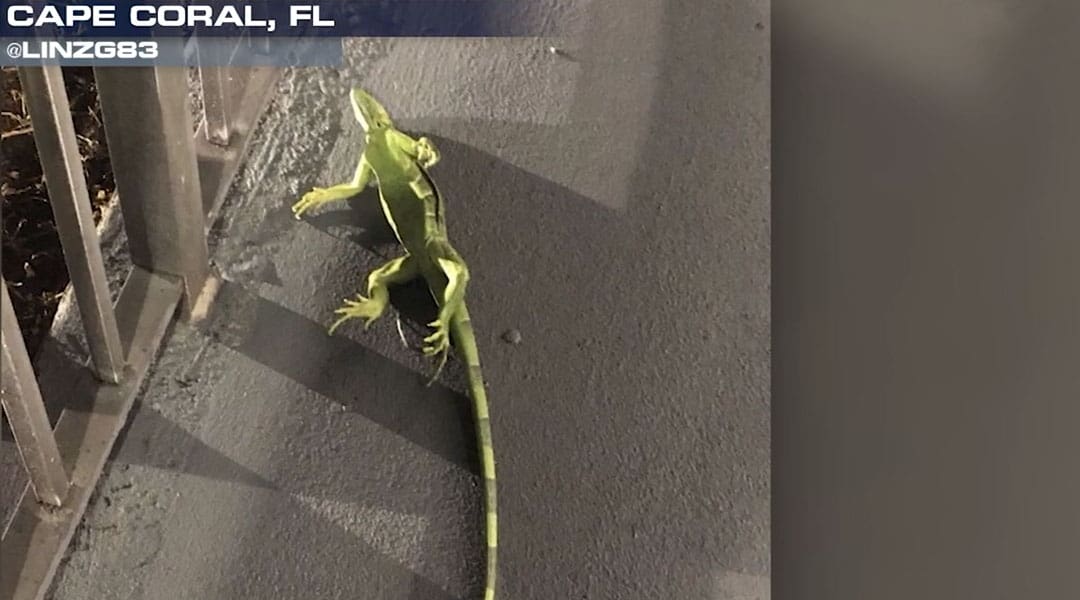 Stunned Iguanas in Florida