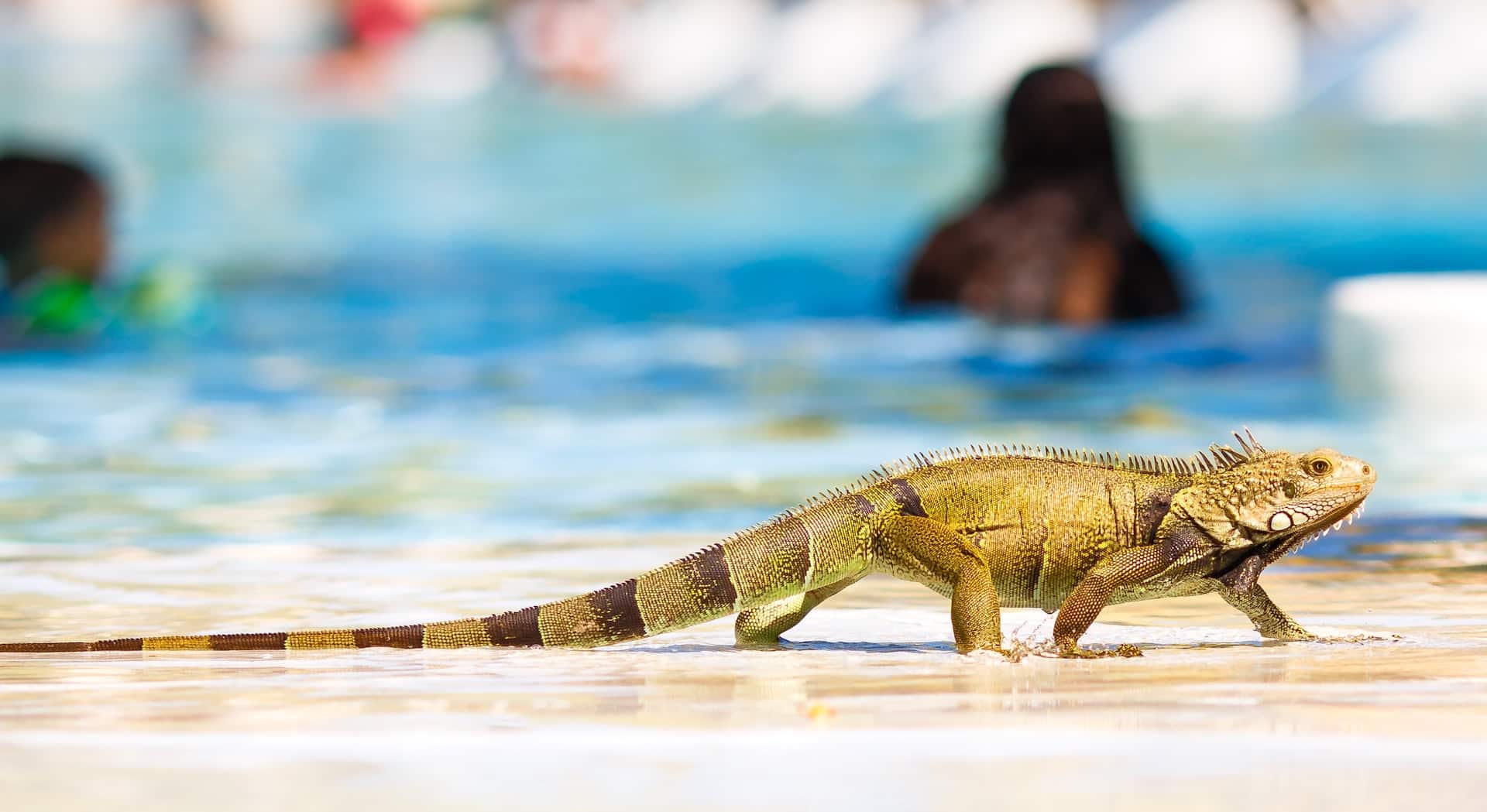 Iguana with pool in background