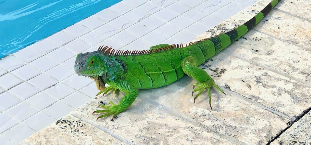 Photo of Iguana Next to the Pool