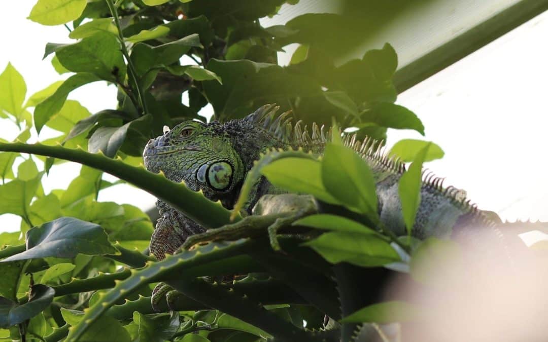 Iguana Poop: What Does It Look Like? Is It Dangerous?