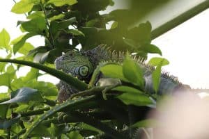Photo of a Green Iguana