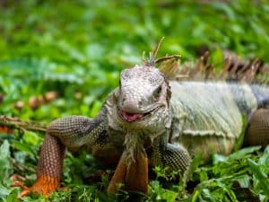 Photo of Iguana