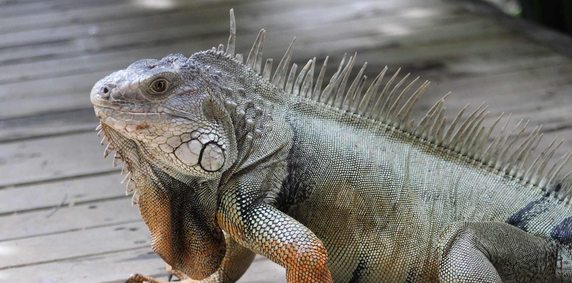 Photo of Large Iguana