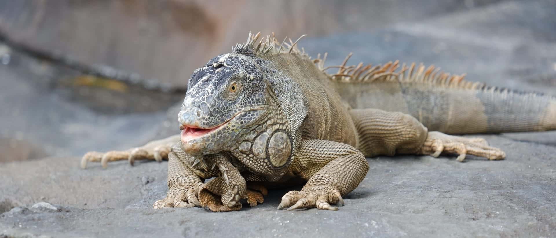 Photo of Iguana