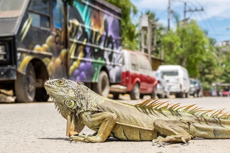 Iguana in a parking lot