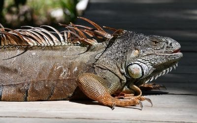Where Do Iguanas Sleep in Florida: A Guide to Understanding Iguana Habits