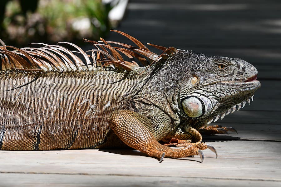 Iguana laying on a porch