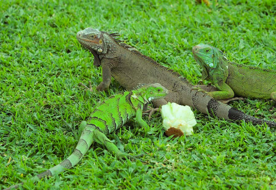 Photo of three iguanas in a grass field