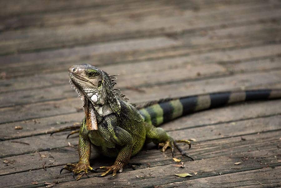 Iguana on a wooden deck