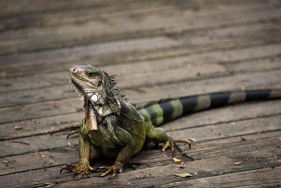 full grown green iguana pet