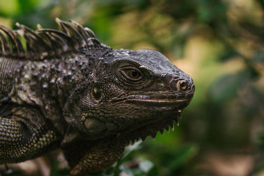 Iguanas face closeup