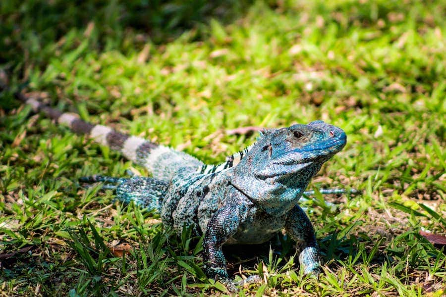 Blue iguana sitting in grass