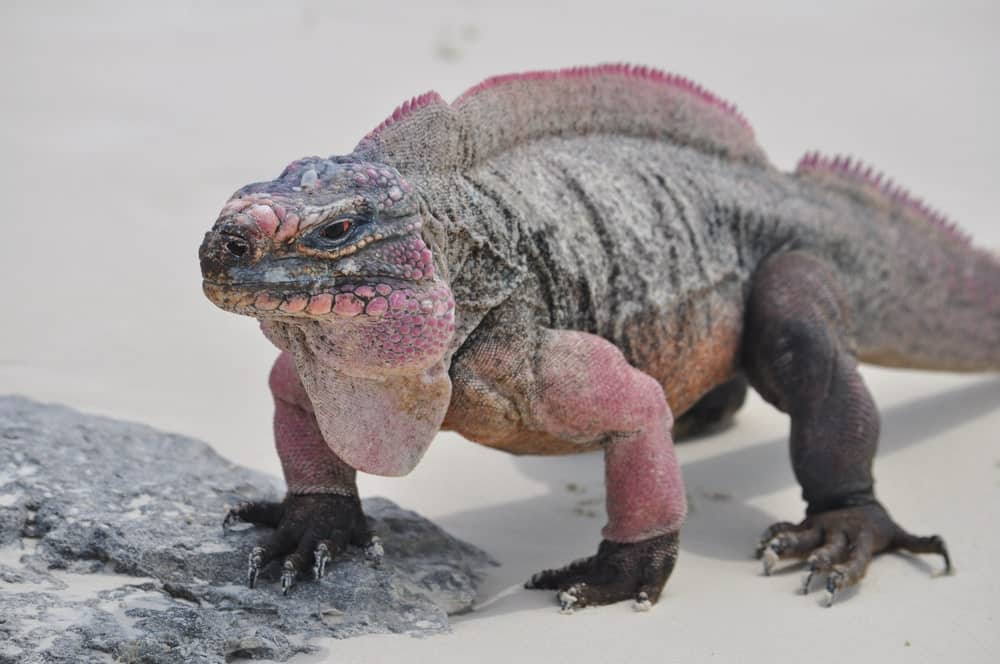 What Color Are Iguanas? How to Identify an Iguana by Its Color