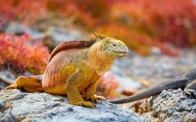 Iguana Removal Laws in Florida: How to Legally Control Iguanas