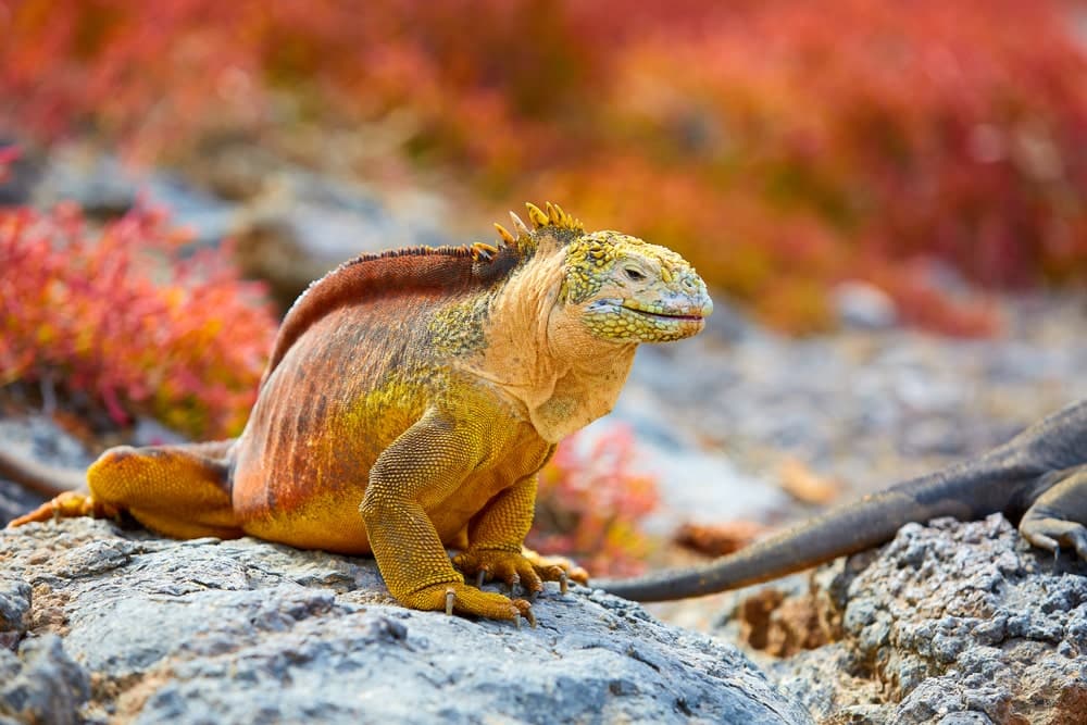 Orange Iguana Sitting On An Orange Background Sitting On A Rock