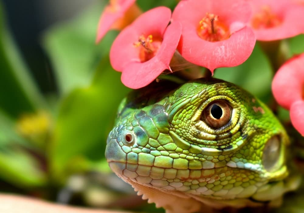 Iguanas Head Under A Couple Of Pink Flowers