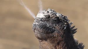 Iguana Sneezing And Two Water Jets Coming Out Of Her Nostrils