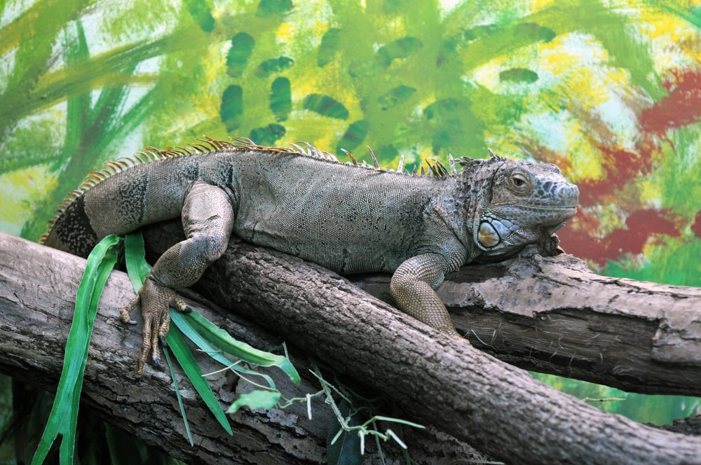 Iguana Laying On A Tree Branch