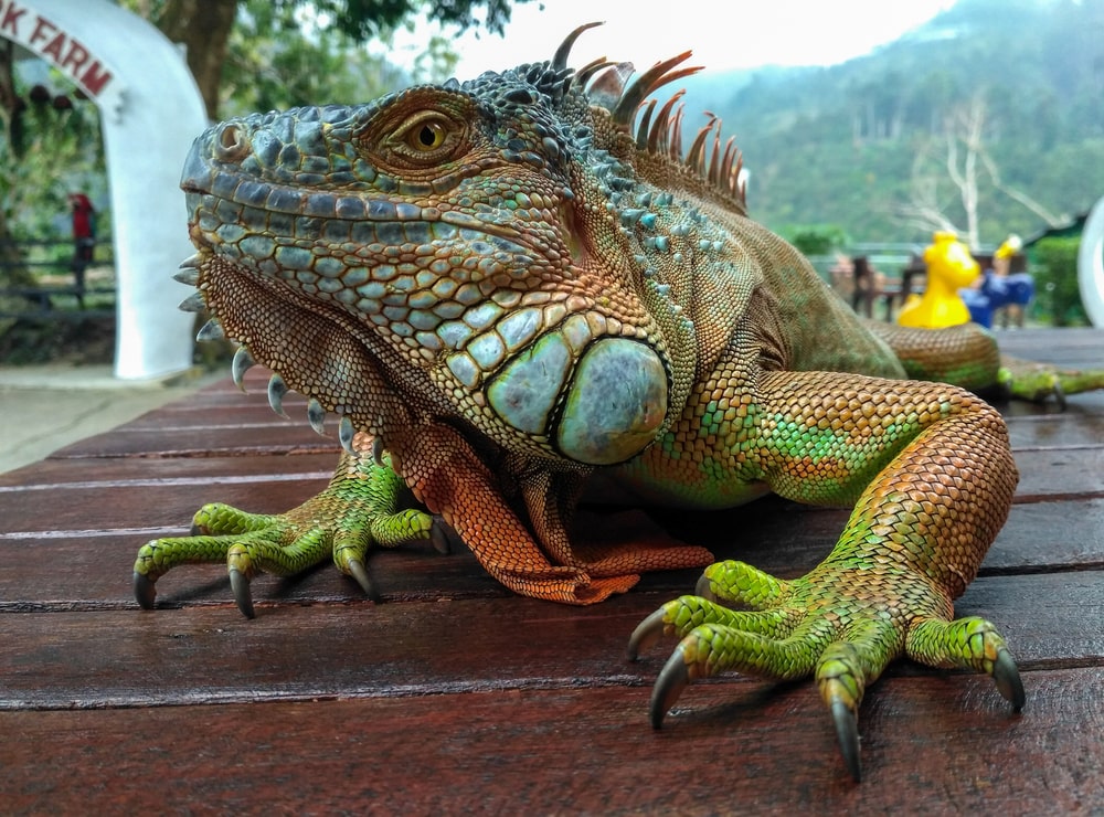 Iguana Looking In The Lens Of A Camera