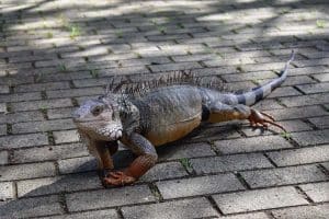 Photo of Iguana on Street