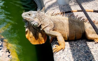 Recent Study Finds Iguanas Can Cause Rare Bacterial Infection