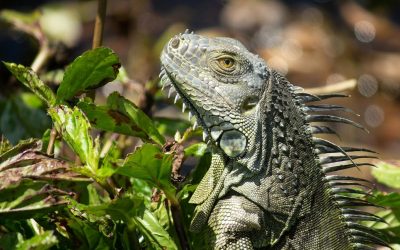 Common Behaviors of Iguanas to Look Out For