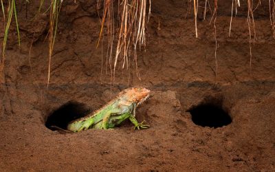 Iguana Holes: How to Fill Them & Keep Iguanas from Digging in Your Yard