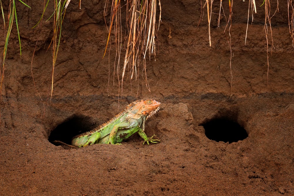 Green iguana, portrait of orange and green big lizard near its nest hole.
