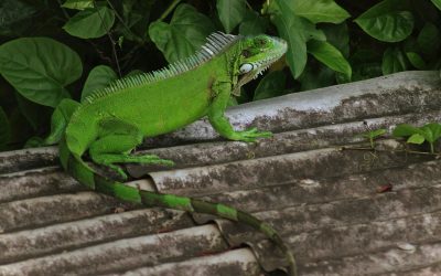 Sounds That Scare Iguanas to Keep Them Away from Your Yard