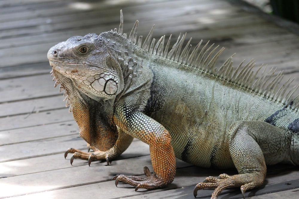 Big brown iguana on a patio deck