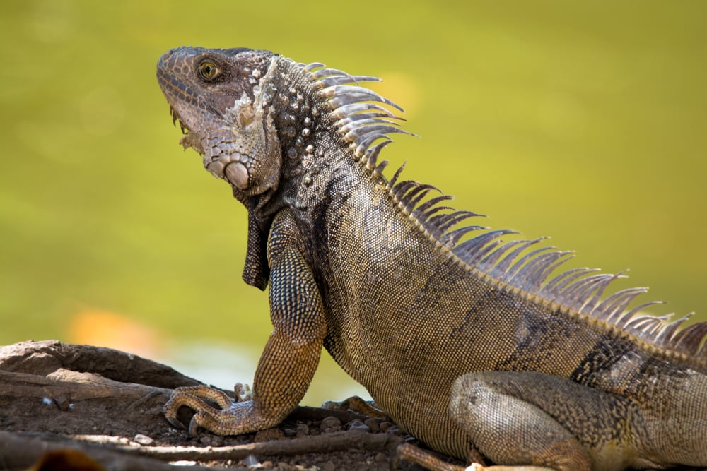 Picture of an iguana on a tree